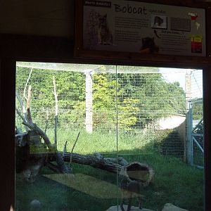 Cat Canyon - Bobcat Exhibit