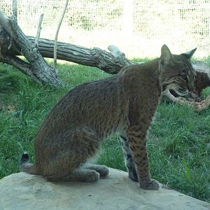 Cat Canyon - Bobcat