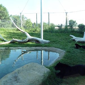Cat Canyon - Jaguar Exhibit