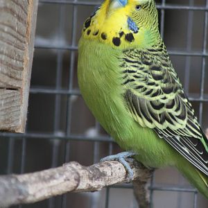 Budgerigar, 21st August 2014