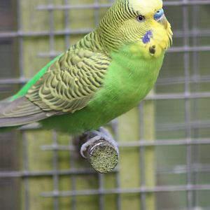 Budgerigar, 21st August 2014