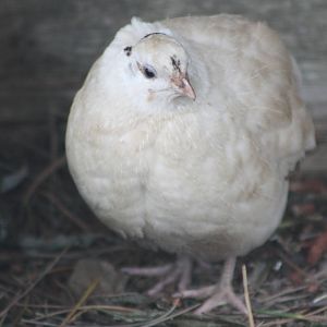 I like this Quail! 21st August 2014