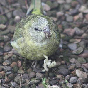 Miniature Kakapo, 21st August 2014