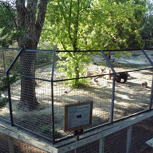 Sloth Bear Exhibit