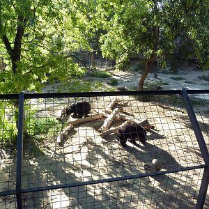 Sloth Bear Exhibit