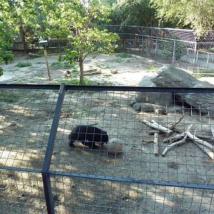 Sloth Bear Exhibit