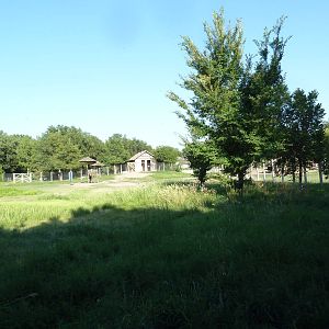 Bactrian Camel Exhibit