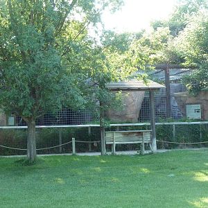 Amur Leopard Exhibit