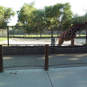 Reticulated Giraffe Exhibit