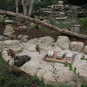 Bush dog/Coati enclosure. 16-8-14