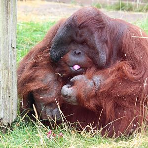 Male Orangutan 16-8-14