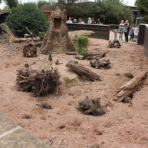 Meerkat enclosure 16-8-14