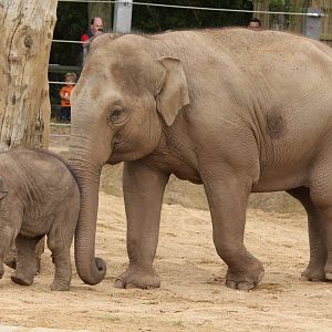 Mother and calf Indian Elephant 16-8-14