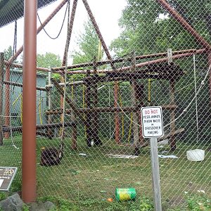 Discovering Primates Building - Bornean Orangutan Exhibit