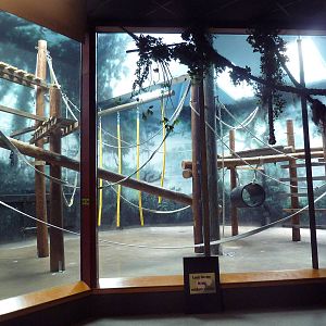 Discovering Primates Building - Bornean Orangutan Indoor Exhibit