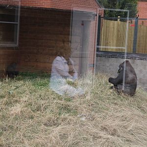 Massive problems trying to photograph through glass at Gorilla enclosure. 1