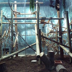 Discovering Primates Building - Eastern Colobus Monkey Exhibit