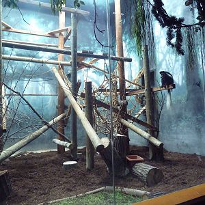 Discovering Primates Building - Eastern Colobus Monkey Exhibit