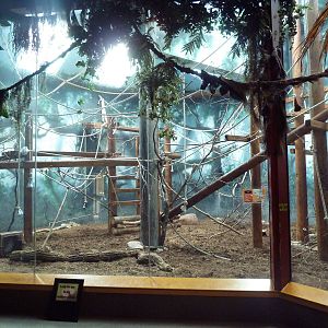 Discovering Primates Building - Ring-Tailed Lemur Indoor Exhibit