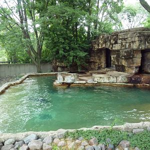 Harbour Seal Exhibit