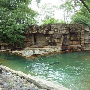Harbour Seal Exhibit