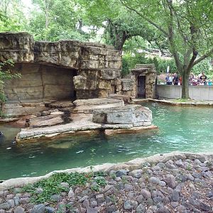 Harbour Seal Exhibit