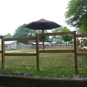 Reticulated Giraffe Exhibit