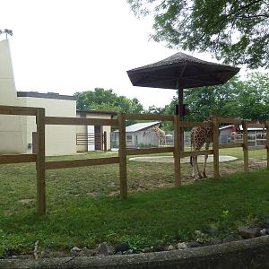 Reticulated Giraffe Exhibit