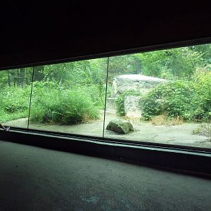 Amur Tiger Exhibit