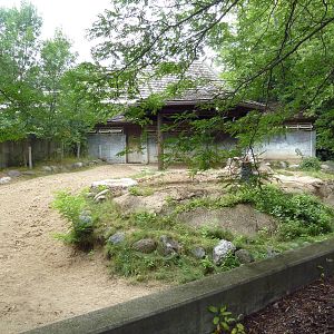 Malayan Tapir Exhibit