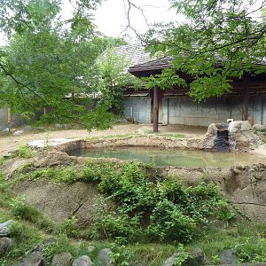 Malayan Tapir Exhibit