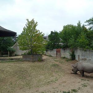 White Rhino Exhibit