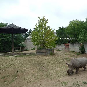 White Rhino Exhibit
