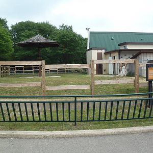 Reticulated Giraffe Exhibit