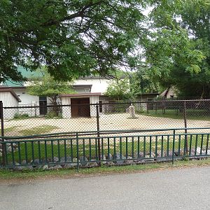 Bactrian Camel Exhibit