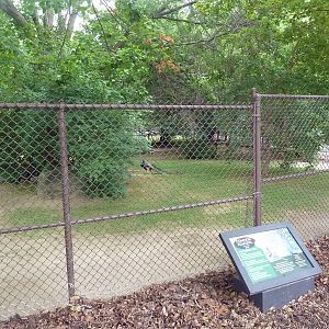Indian Peafowl Exhibit