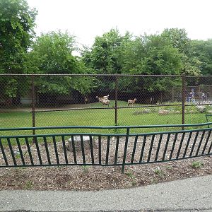 Barbado Sheep Exhibit