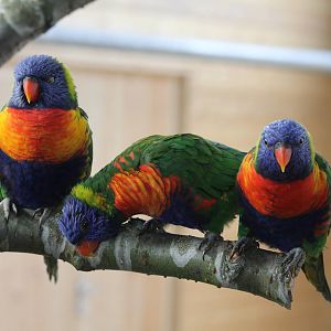 3 Lorikeets in new enclosure 16-8-14