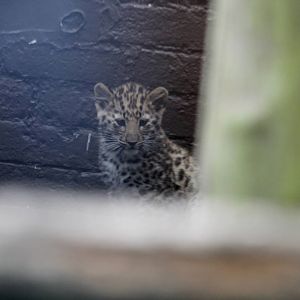 Amur Leopard cub. 16-8-14
