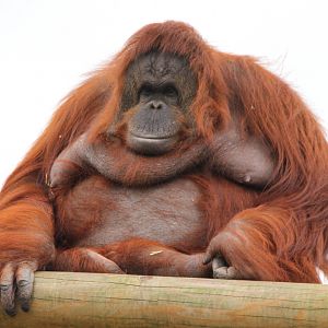 Female Orangutan 16-8-14