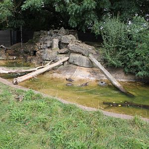 Asian short clawed otter enclosure. 16-8-14
