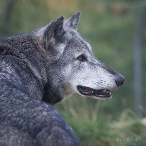 Grey wolf : Colchester : 22 Aug 2014