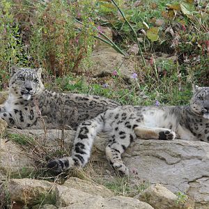 Snow leopards 16-8-14