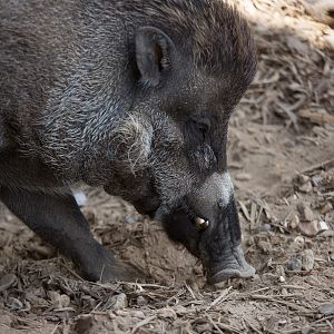 Visayan warty pig : Colchester : 22 Aug 2014