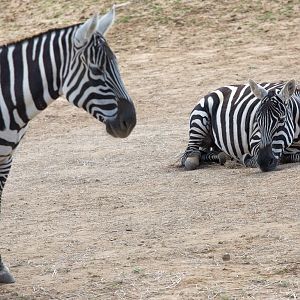 Maneless zebra : Colchester : 22 Aug 2014