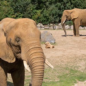 African elephant : Colchester : 22 Aug 2014