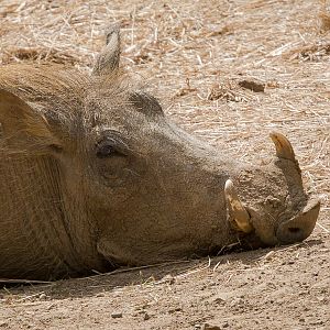 Warthog : Colchester : 22 Aug 2014