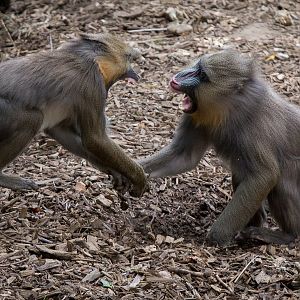 Mandrills : Colchester : 22 Aug 2014