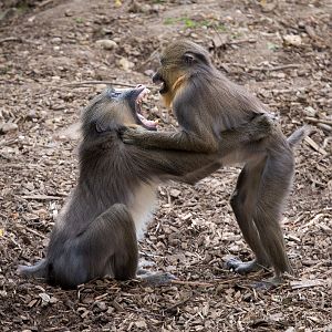 Mandrills : Colchester : 22 Aug 2014