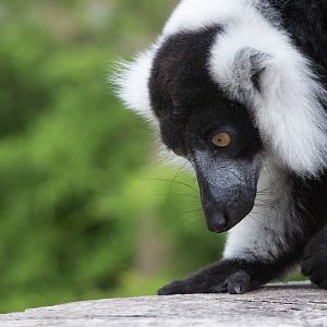 Black-and-white ruffed lemur : Marwell : 08 Aug 2014